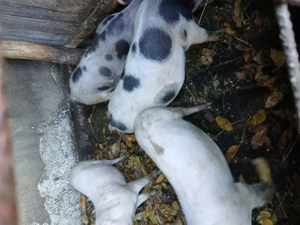 Vînd porci rasă pietrean