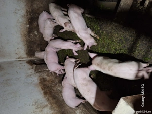 Soldani de vânzare  - imagine 5