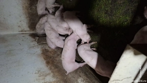 Soldani de vânzare  - imagine 2