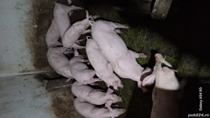 Soldani de vânzare  - imagine 4