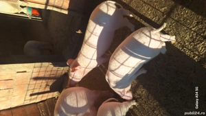 porci landrasa  - imagine 2