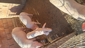 porci landrasa  - imagine 3