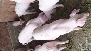 porci landrasa  - imagine 5