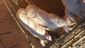 porci landrasa  - imagine 4