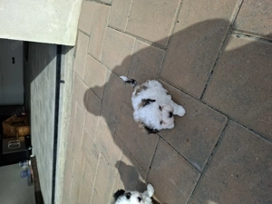 Donez gratuit bichon havanez femele, cu carnet de sănătate in Suceava, tel   - imagine 3