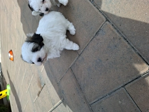 Donez gratuit bichon havanez femele, cu carnet de sănătate in Suceava, tel   - imagine 2