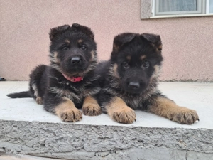 Pui ciobanesc german