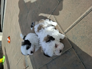 Donez gratuit bichon havanez femele, cu carnet de sănătate in Suceava, tel   - imagine 4