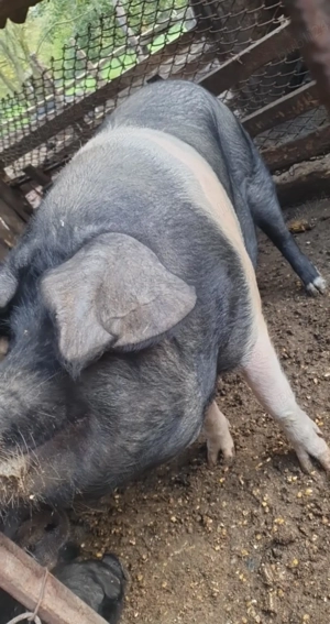 Porc pentru sacrificat 