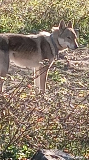 Lup cehoslovac - imagine 2 Lup cehoslovac - imagine 2