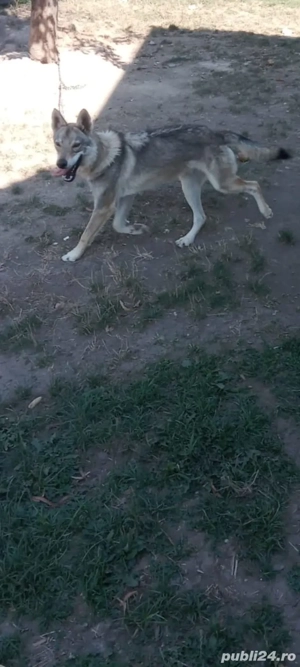 Lup cehoslovac - imagine 3 Lup cehoslovac - imagine 3