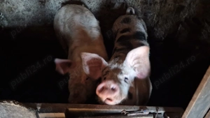 vand porci 100-250 kg - imagine 4