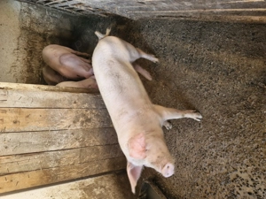 Vând purcea pentru reproductie 