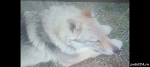 Lup cehoslovac - imagine 4 Lup cehoslovac - imagine 4