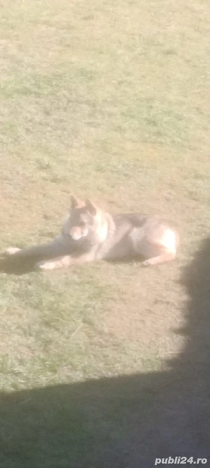 Lup cehoslovac - imagine 5 Lup cehoslovac - imagine 5