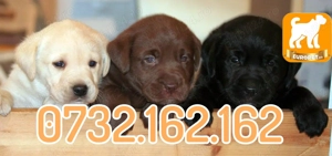 Labrador de Vanzare prin Firma Autorizata- Factura-Garantie-Carnet-Microcip-Transport la Timisoara