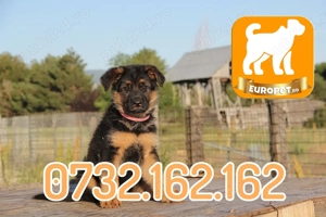 Ciobanesc German rasa pura- Firma autorizata-Garantie-Carnet-Microcip-Factura-Transport la Bucuresti - imagine 2