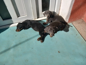 Teckel femele și masculi , diferite culori 