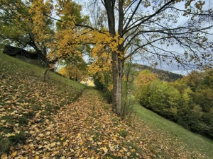 TEREN BRAN - OPORTUNITATE INVESTITIE - imagine 3