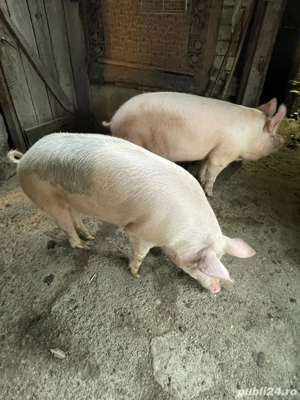 vand porci  - imagine 2 vand porci  - imagine 2