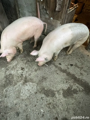 vand porci  - imagine 3 vand porci  - imagine 3