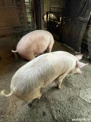 vand porci  - imagine 4 vand porci  - imagine 4