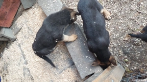 Ciobăneștii german,cei mai buni si credincioși paznici - imagine 4