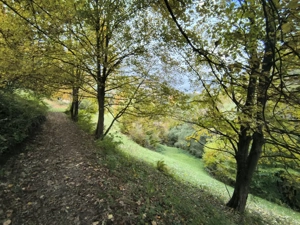 TEREN BRAN - OPORTUNITATE INVESTITIE - imagine 11