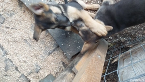 Ciobăneștii german,cei mai buni si credincioși paznici - imagine 3