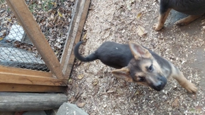 Ciobăneștii german,cei mai buni si credincioși paznici