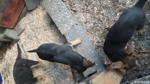 Ciobăneștii german,cei mai buni si credincioși paznici - imagine 2