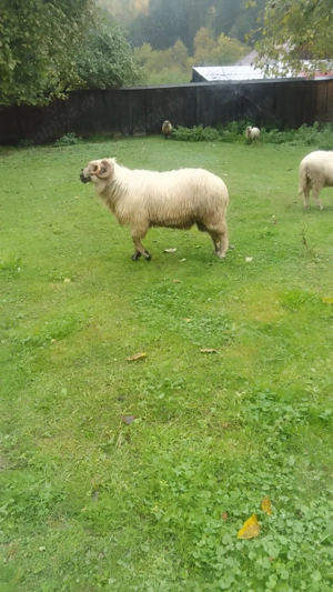 vant berbec de rasa - imagine 2