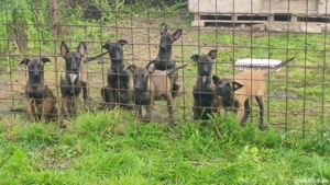 Pui Ciobanesc belgian malinois 