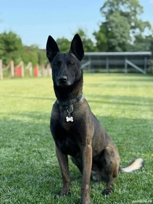 Pui Ciobanesc belgian malinois  - imagine 4 Pui Ciobanesc belgian malinois  - imagine 4