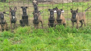 Pui Ciobanesc belgian malinois  - imagine 3 Pui Ciobanesc belgian malinois  - imagine 3