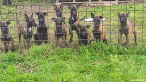 Pui Ciobanesc belgian malinois  - imagine 2 Pui Ciobanesc belgian malinois  - imagine 2