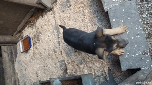 Ciobăneștii german,cei mai buni si credincioși paznici - imagine 5