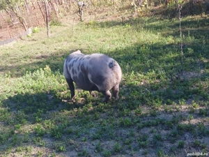 porci de vanzare - imagine 2 porci de vanzare - imagine 2