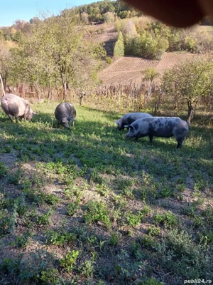porci de vanzare - imagine 5 porci de vanzare - imagine 5