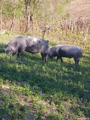 porci de vanzare - imagine 4 porci de vanzare - imagine 4