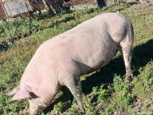 porci de vanzare - imagine 3 porci de vanzare - imagine 3