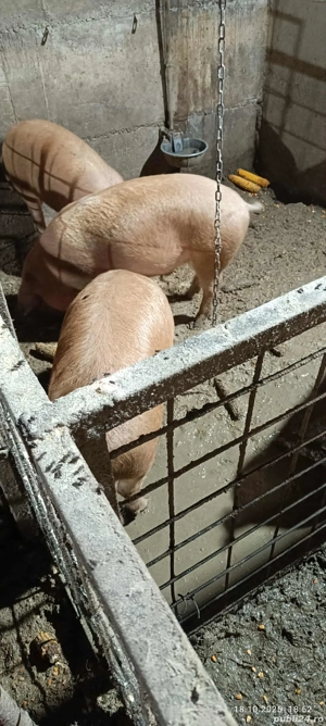 vand porci - imagine 2 vand porci - imagine 2