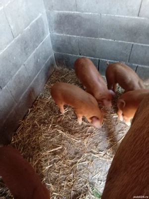 Purcei rasa duroc - imagine 2