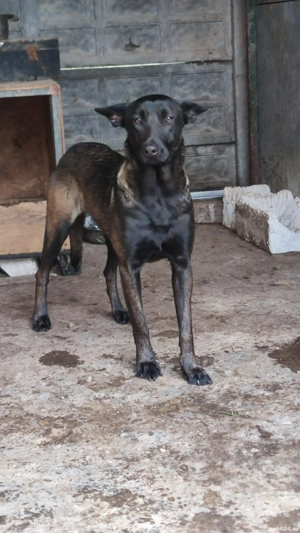 Pui Ciobanesc belgian malinois  - imagine 5 Pui Ciobanesc belgian malinois  - imagine 5