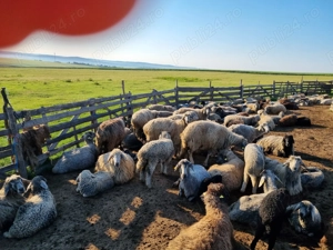 Oi , berbeci si carlani - imagine 2 Oi , berbeci si carlani - imagine 2