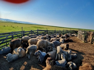 Oi , berbeci si carlani