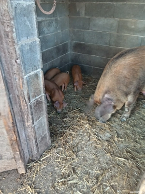 Purcei rasa duroc - imagine 5