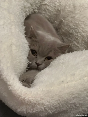 Baietel brittish shorthair  - imagine 3 Baietel brittish shorthair  - imagine 3