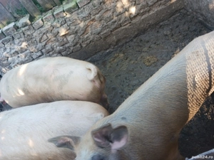 porci de vanzare