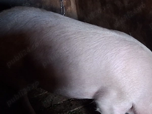 Vand porci - imagine 4